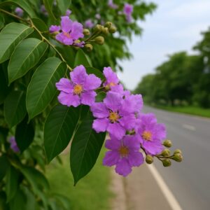 WhatsApp Image 2025-07-11 at 21.42.45