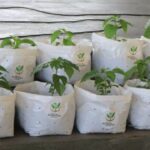 IMG-20250810-WA0024-780x405