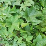 IMG_20250807_170932[1]