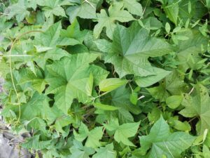 IMG_20250807_170932[1]